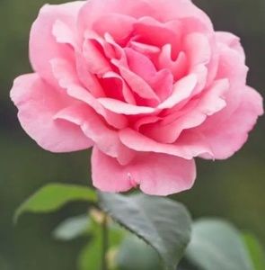 Meet your Posher, Aaron n michelle